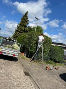 Heckenschnitt mit Leiter und Motorsense – Gartenpflege durch LULA Galabau in Bad Kreuznach